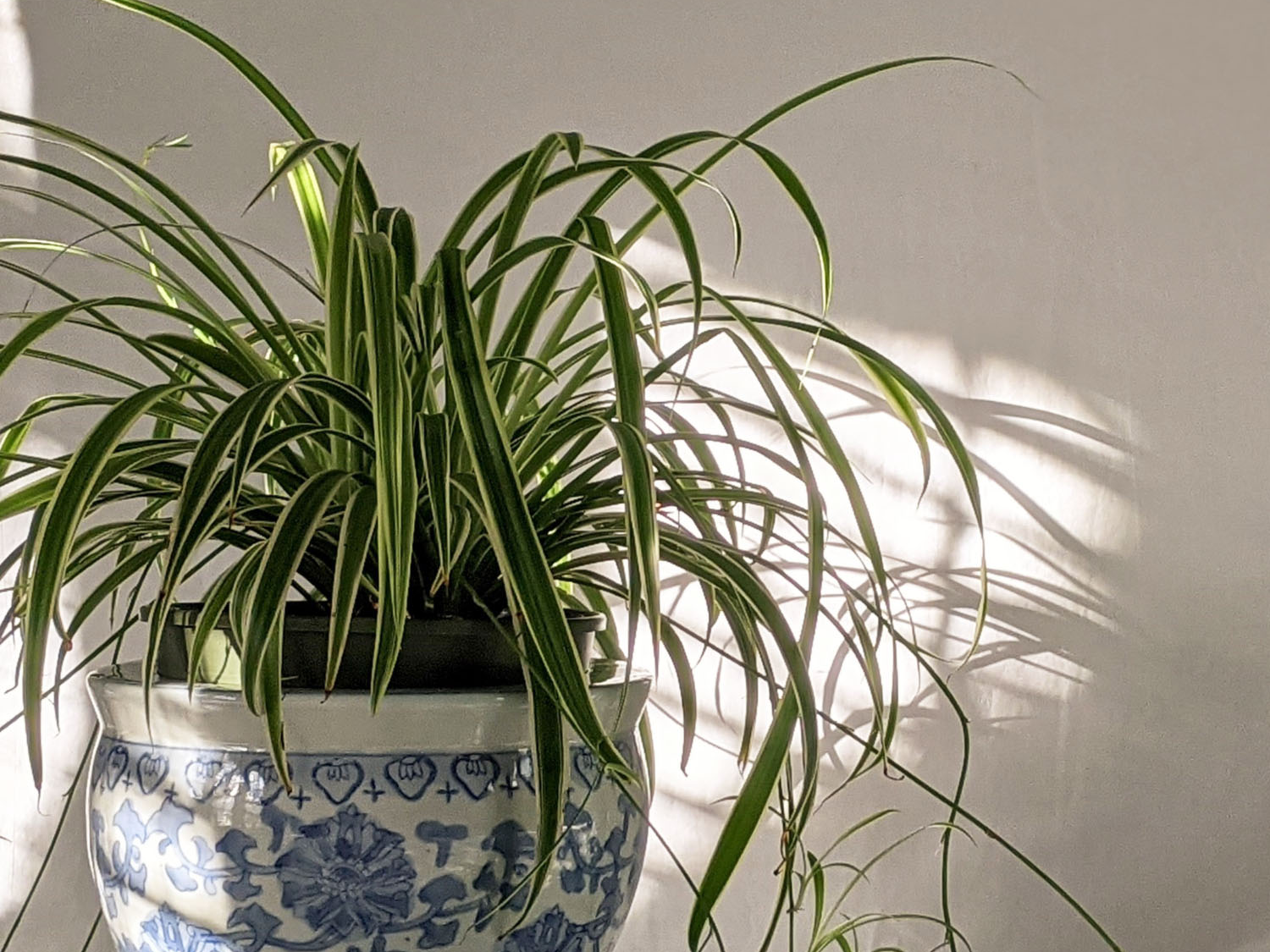 Chlorophytum comosum comme plante de bureau