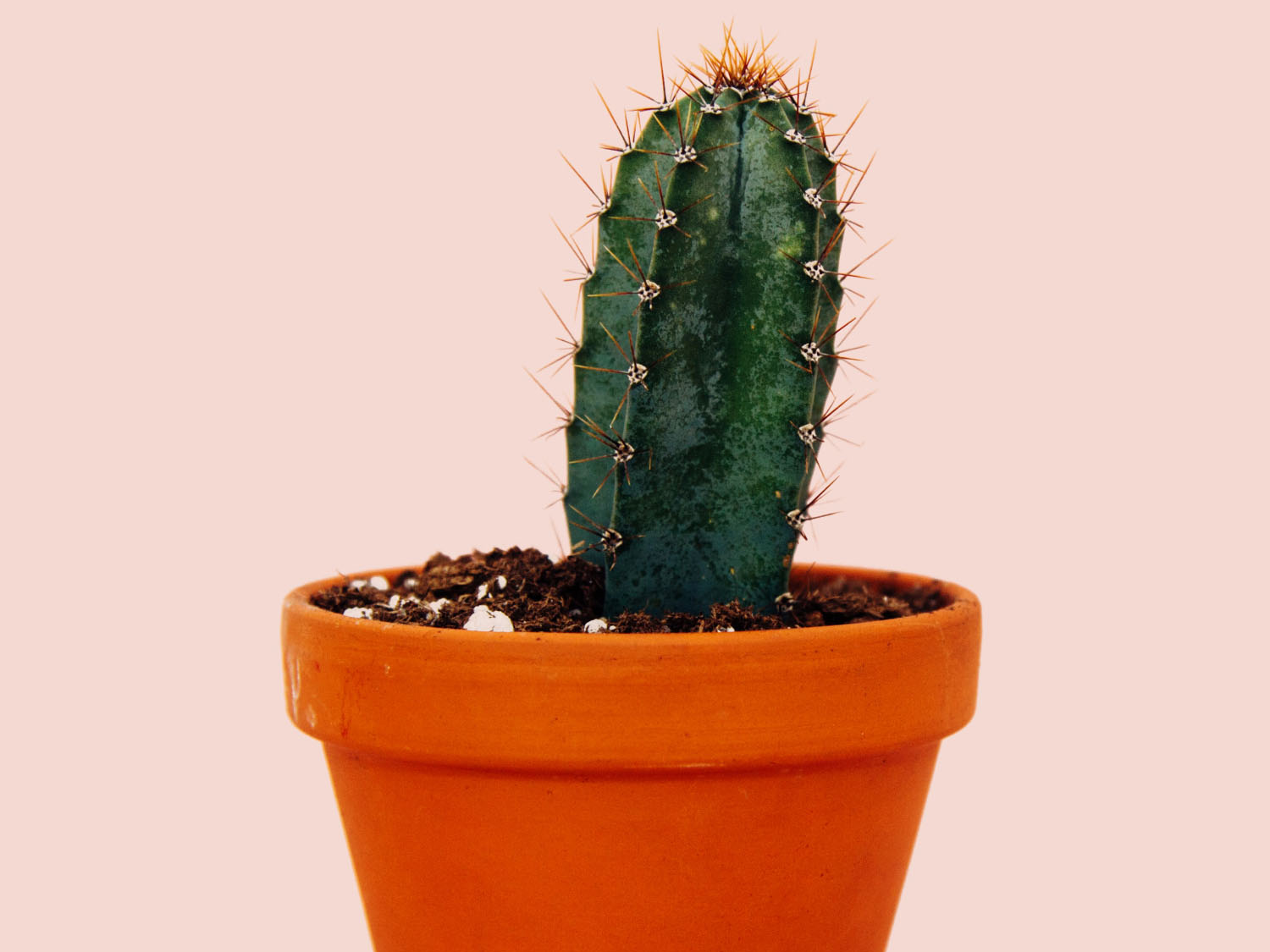 Euphorbe cactus