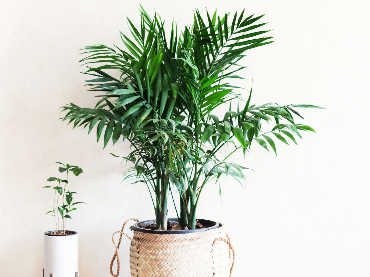 Dypsis lutescens