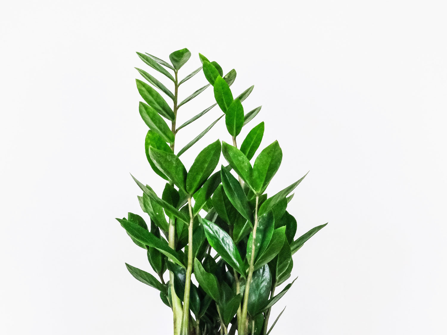 Zamioculcas zamiifolia